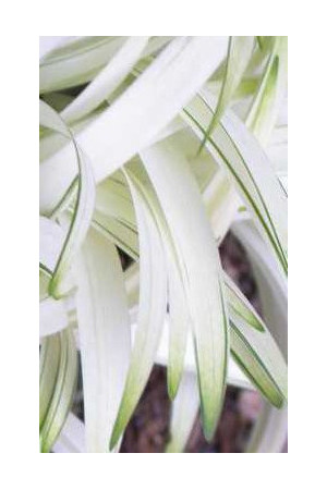 Liriope 'Okina' Liriope muscari