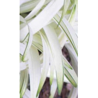 Liriope 'Okina' Liriope muscari