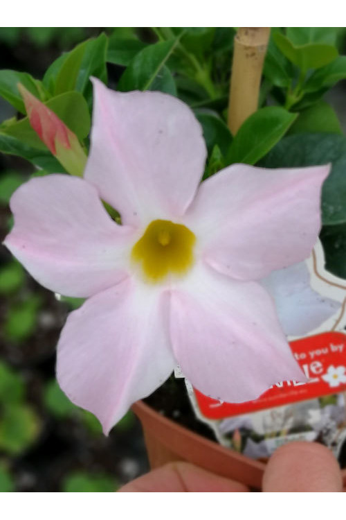 Sundaville 'White' | Sundaville