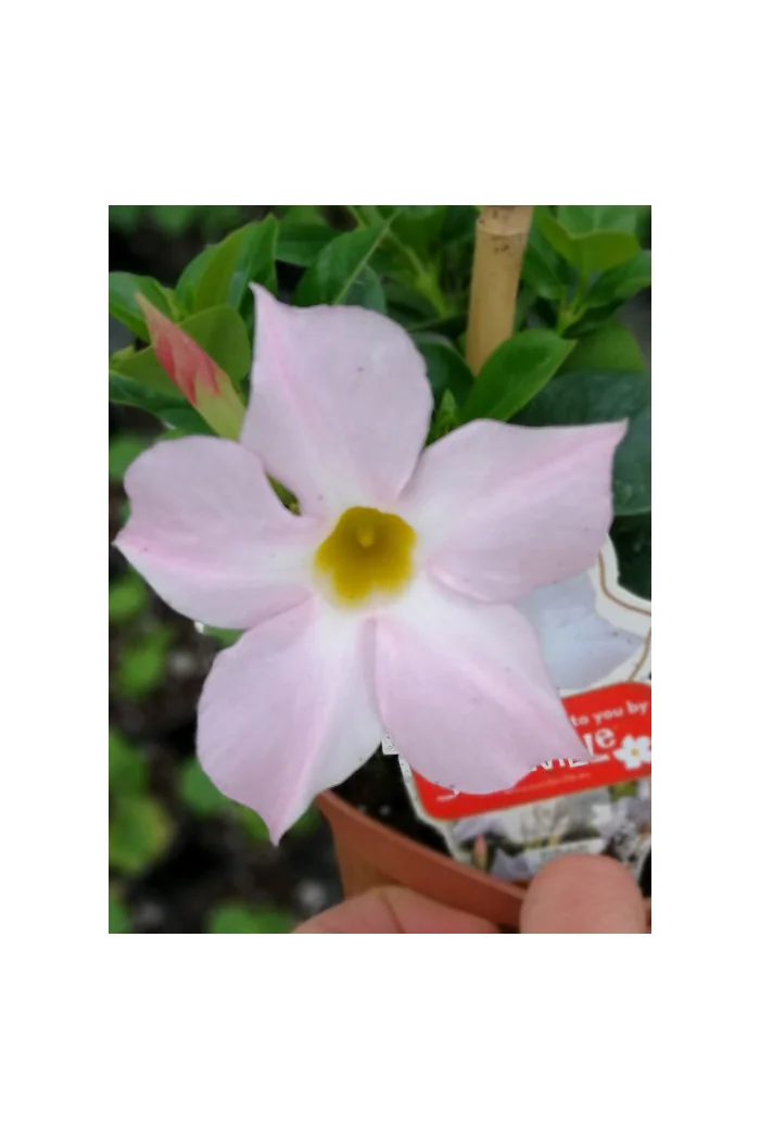 Sundaville 'White' | Sundaville