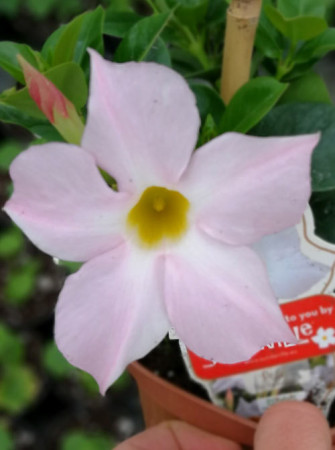 Sundaville 'White' | Sundaville