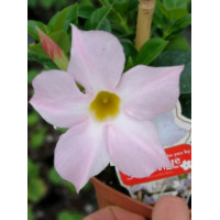 Sundaville 'White' | Sundaville