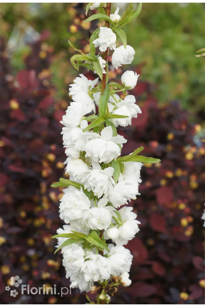 Wiśnia gruczołkowata 'Alba Plena' | Prunus glandulosa