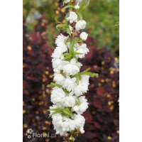 Wiśnia gruczołkowata 'Alba Plena' | Prunus glandulosa