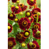 dzielżan, dzielżan jesienny, dzielżan Helena Red, helenium