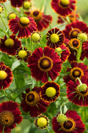dzielżan, dzielżan jesienny, dzielżan Helena Red, helenium