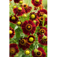 dzielżan, dzielżan jesienny, dzielżan Helena Red, helenium