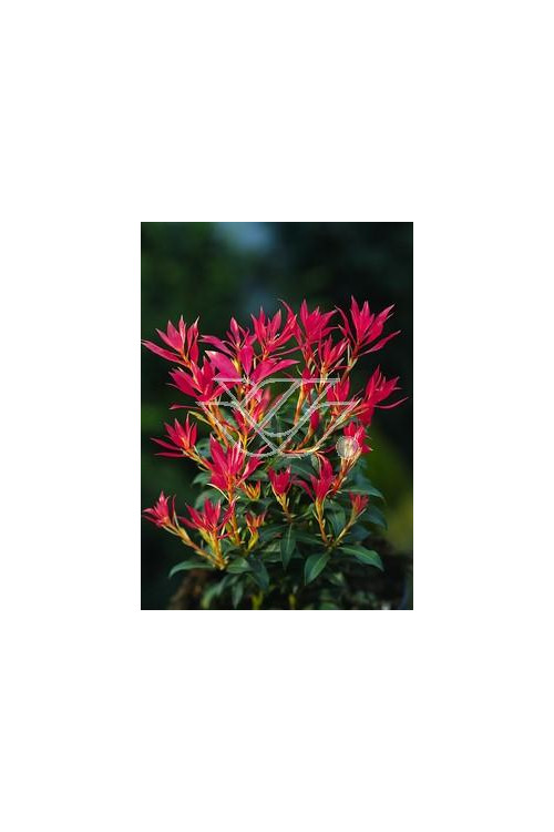 Pieris japoński 'Forest Flame' Pieris japonica