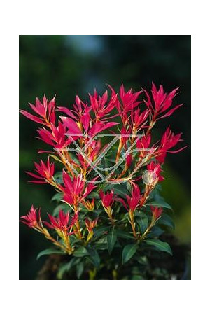 Pieris japoński 'Forest Flame' Pieris japonica