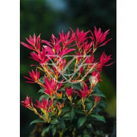 Pieris japoński 'Forest Flame' Pieris japonica