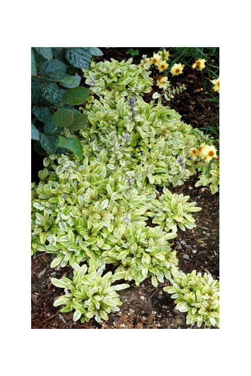 Dąbrówka 'Toffee Chip' Ajuga reptans