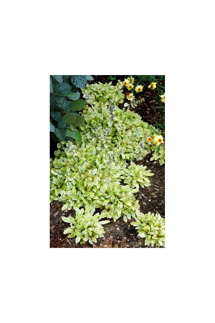 Dąbrówka 'Toffee Chip' Ajuga reptans