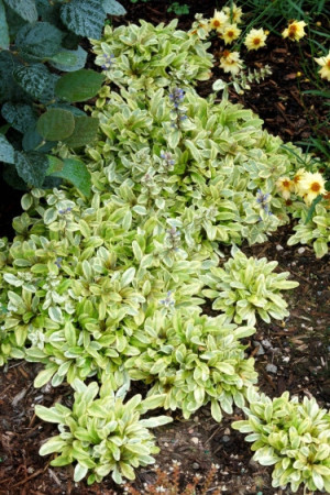 Dąbrówka 'Toffee Chip' Ajuga reptans