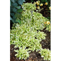 Dąbrówka 'Toffee Chip' Ajuga reptans