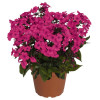 Floks wiechowaty 'Flame Pro Cerise' | Phlox panniculata