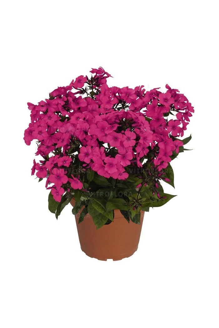 Floks wiechowaty 'Flame Pro Cerise' | Phlox panniculata
