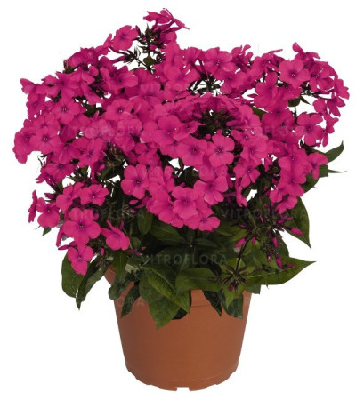 Floks wiechowaty 'Flame Pro Cerise' | Phlox panniculata