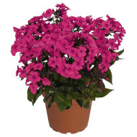 Floks wiechowaty 'Flame Pro Cerise' | Phlox panniculata