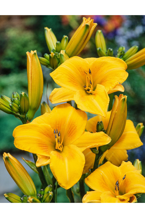 Liliowiec 'Chicago Sunrise' | Hemerocallis