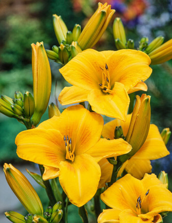 Liliowiec 'Chicago Sunrise' | Hemerocallis