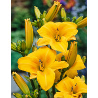 Liliowiec 'Chicago Sunrise' | Hemerocallis