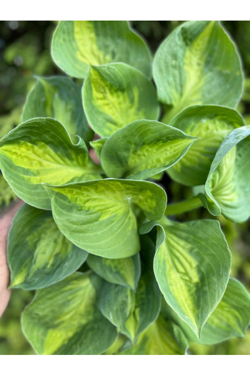 Funkia 'Sunset Grooves' | Hosta