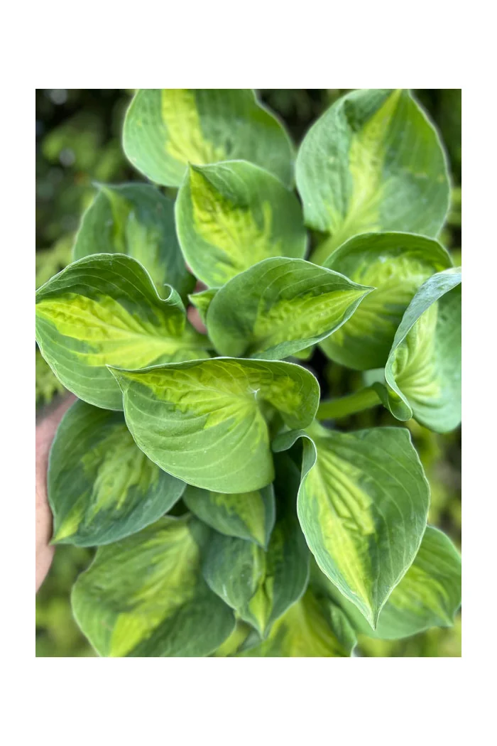 Funkia 'Sunset Grooves' | Hosta