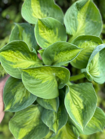 Funkia 'Sunset Grooves' | Hosta