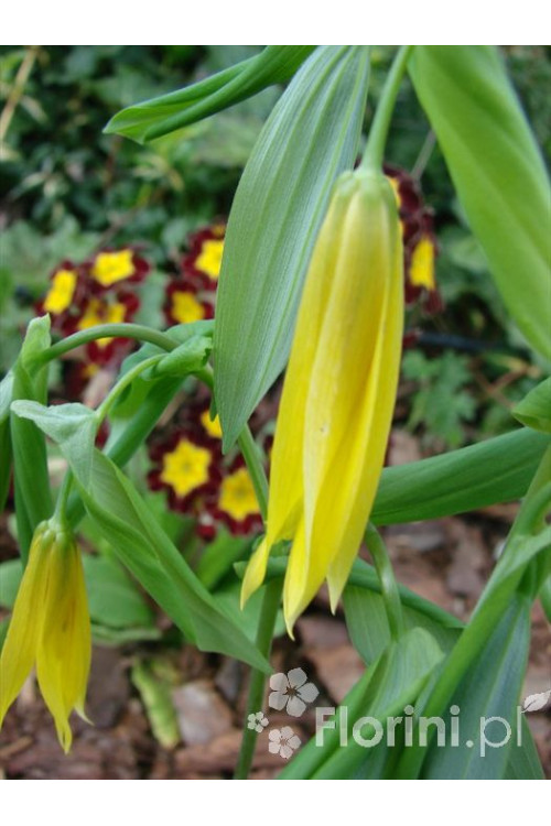 Jagodowiec wielkokwiatowy 'Pallida' Uvularia grandiflora