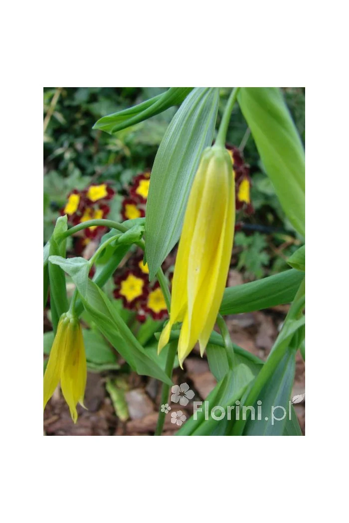 Jagodowiec wielkokwiatowy 'Pallida' Uvularia grandiflora