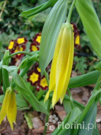 Jagodowiec wielkokwiatowy 'Pallida' Uvularia grandiflora