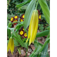 Jagodowiec wielkokwiatowy 'Pallida' Uvularia grandiflora
