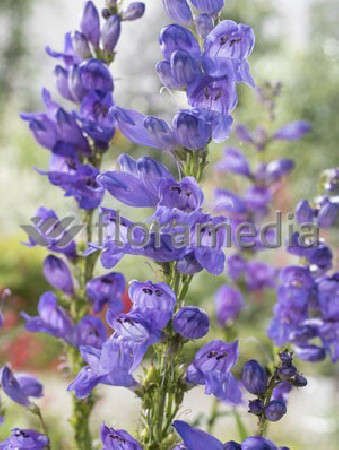 Penstemon mensarum