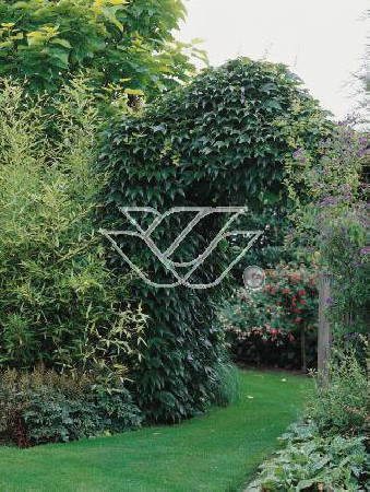 Winobluszcz, winobluszcz Murorum, winobluszcz pięcioklapowy, Parthenocissus