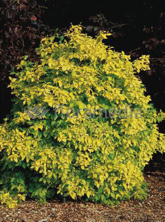 Jaśminowiec wonny 'Aureus' Philadelphus coronarius