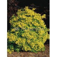 Jaśminowiec wonny 'Aureus' Philadelphus coronarius