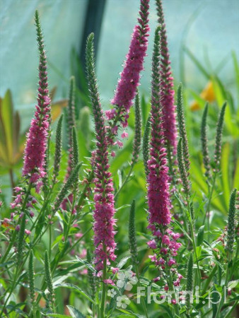 Przetacznik 'Red Fox' Veronica spicata