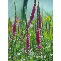 Przetacznik 'Red Fox' Veronica spicata