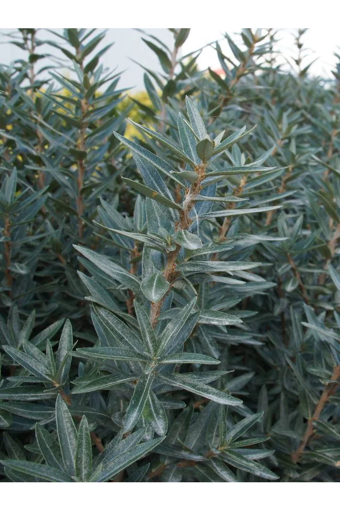 Rokitnik zwyczajny 'Hikul' Hippophae rhamnoides