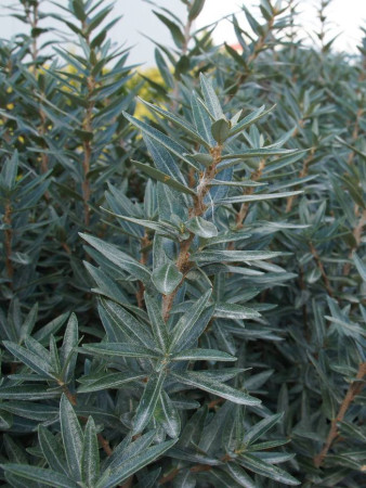 Rokitnik zwyczajny 'Hikul' Hippophae rhamnoides