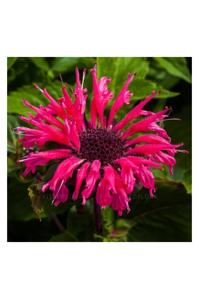 Pysznogłówka 'Bee Marry' | Monarda