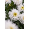 Złocień wielki 'Sante' | Leucanthemum maximum