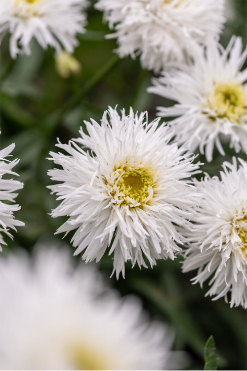 Złocień wielki 'Sante' | Leucanthemum maximum