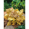Żurawka 'Amber Waves' Heuchera