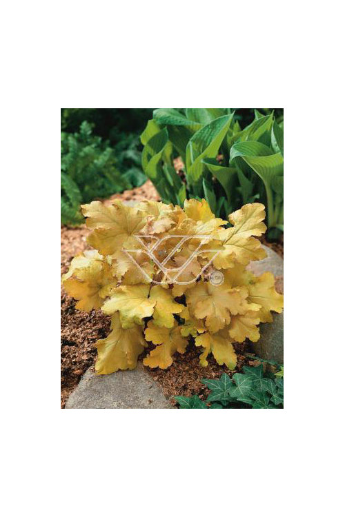 Żurawka 'Amber Waves' Heuchera