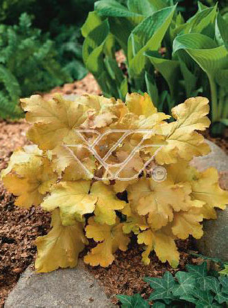 Żurawka 'Amber Waves' Heuchera