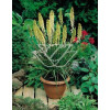 Trytoma groniasta 'Little Maid' Kniphofia uvaria