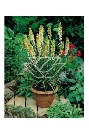Trytoma groniasta 'Little Maid' Kniphofia uvaria