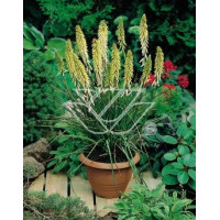 Trytoma groniasta 'Little Maid' Kniphofia uvaria
