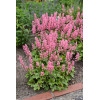 Żuraweczka 'Pink Revolution' | Heucherella